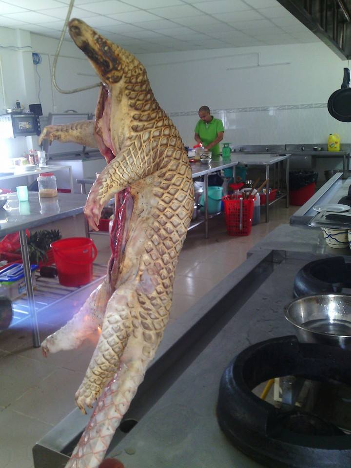 10[-]hành[-]động[-]cấp[-]bách[-]ngăn[-]chặn[-]sự[-]tuyệt[-]chủng[-]của[-]các[-]loài[-]động[-]vật[-]hoang[-]dã